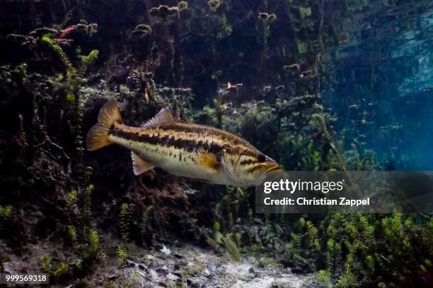 largemouth bass (micropterus salmoides) in santa fe river, florida, united states - ray finned fish stock-fotos und bilder