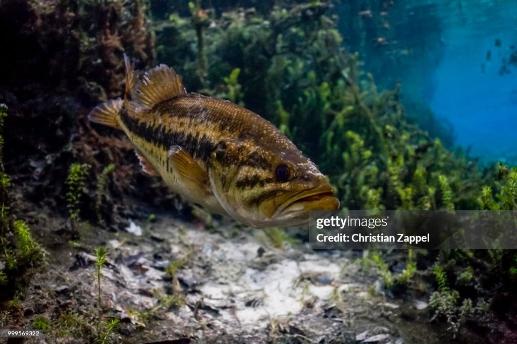 Largemouth Bass (Micropterus salmoides) in Santa Fe River, Florida, United States
