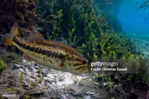 largemouth bass (micropterus salmoides) in santa fe river, florida, united states - ray finned fish stock-fotos und bilder