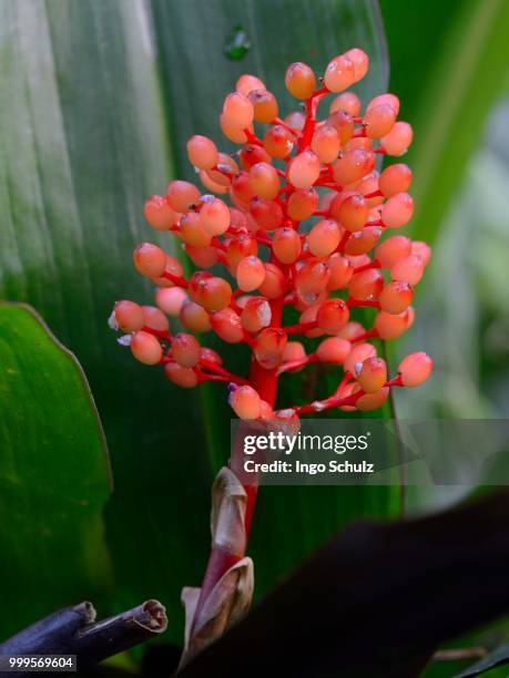 aechmea species (aechmea miniata) - inflorescence photos et images de collection