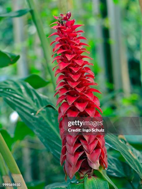spiral ginger (costus barbatus), central america - inflorescence stock pictures, royalty-free photos & images