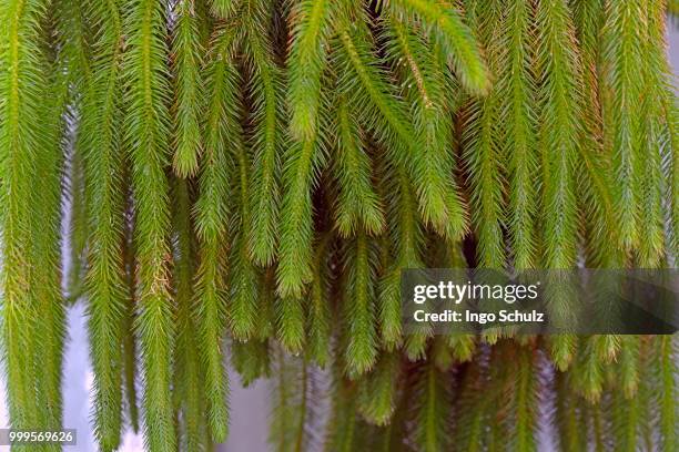 water tassel fern (lycopodium squarrosum) - lycopodiaceae stock pictures, royalty-free photos & images