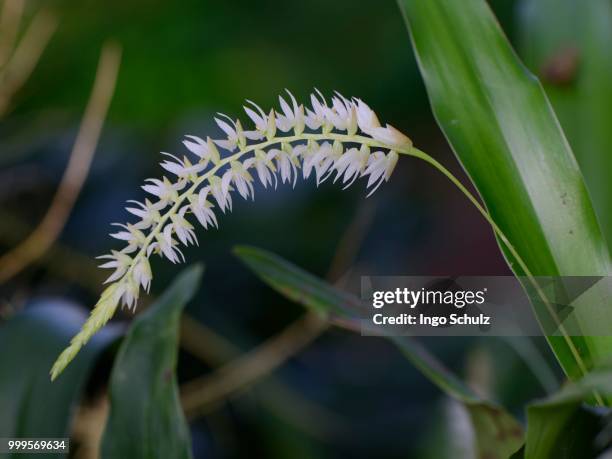 hay-scented orchid (dendrochilum glumaceum) - inflorescence stock pictures, royalty-free photos & images