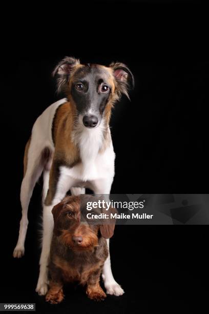 silken windsprite and wire-haired dachshund, against black - wire haired dachshund stock pictures, royalty-free photos & images