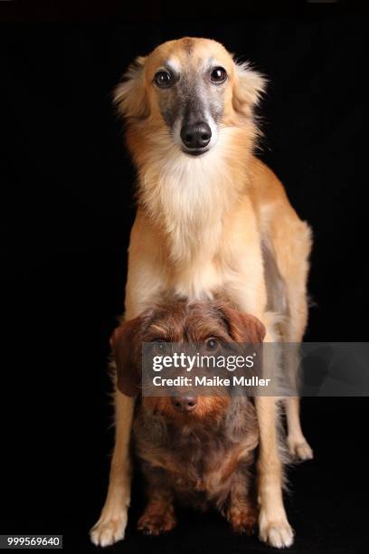 silken windsprite and wire-haired dachshund, against black - wire haired dachshund stock pictures, royalty-free photos & images