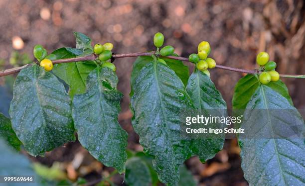 african coffee (coffea stenophylla), west africa - yellow perch - fotografias e filmes do acervo