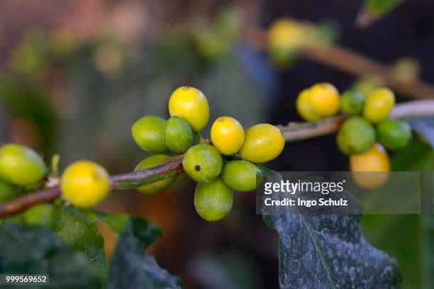 african coffee (coffea stenophylla), west africa - coffee plant stock pictures, royalty-free photos & images
