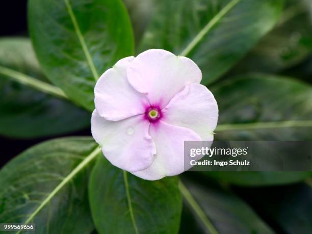 madagascar periwinkle (catharanthus roseus), madagascar - inflorescence photos et images de collection