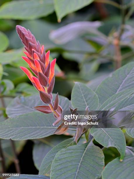 aphelandra species (aphelandra schiedeana), central america - blütenstand stock-fotos und bilder