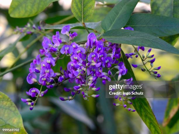 vine lilac (hardenbergia violacea) - inflorescence stock pictures, royalty-free photos & images