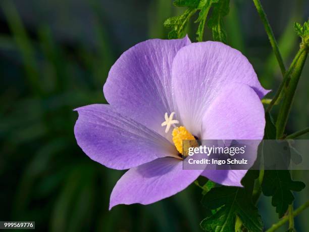 lilac hibiscus (alyogyne huegelii) - blütenstand stock-fotos und bilder