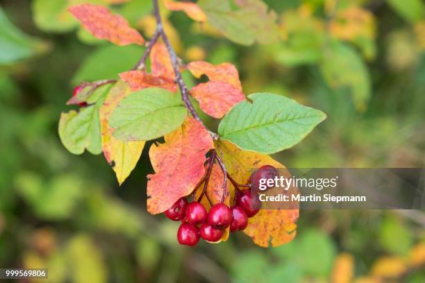 berries on alder buckthorn (frangula alnus), bavaria, germany - buckthorn stock pictures, royalty-free photos & images