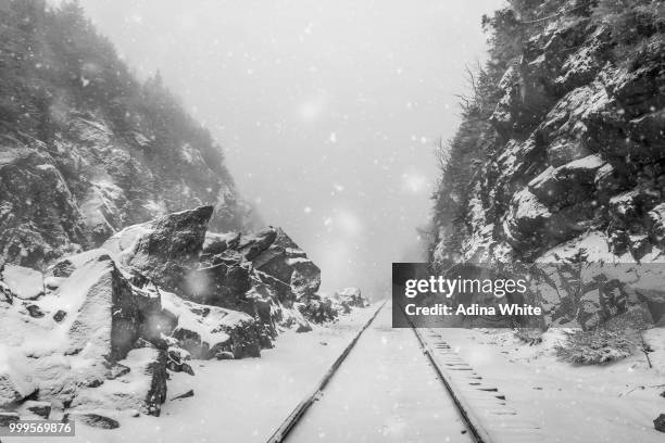 winter in black and white - adina bildbanksfoton och bilder