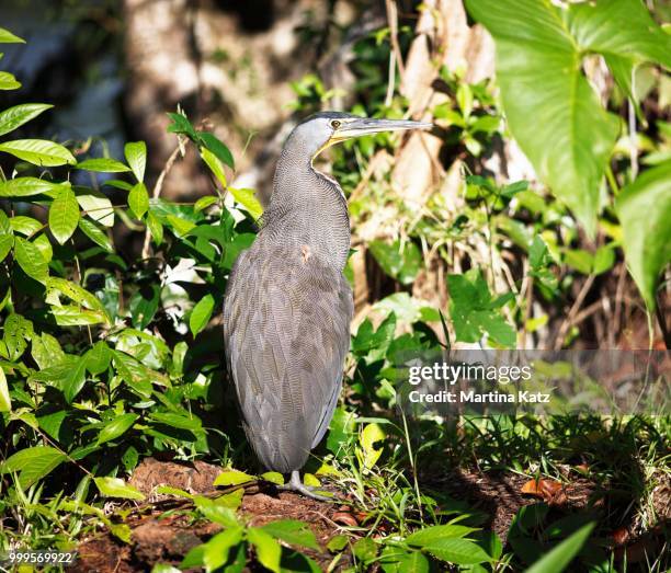 tiger heron (tigrisoma sp.), tortuguero national park, limon province, costa rica - limon stock-fotos und bilder