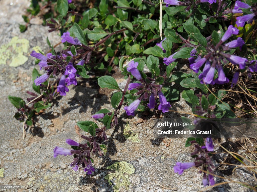 Wild Basil (Clinopodium vulgare) in Divedro Valley