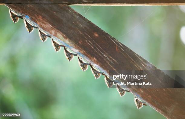 mexican long-tongued bats (choeronycteris mexicana) hanging side by side from a wooden bar, tortuguero national park, limon province, costa rica - parc national de tortuguero photos et images de collection