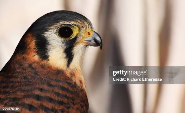 avian - sparrowhawk stock pictures, royalty-free photos & images