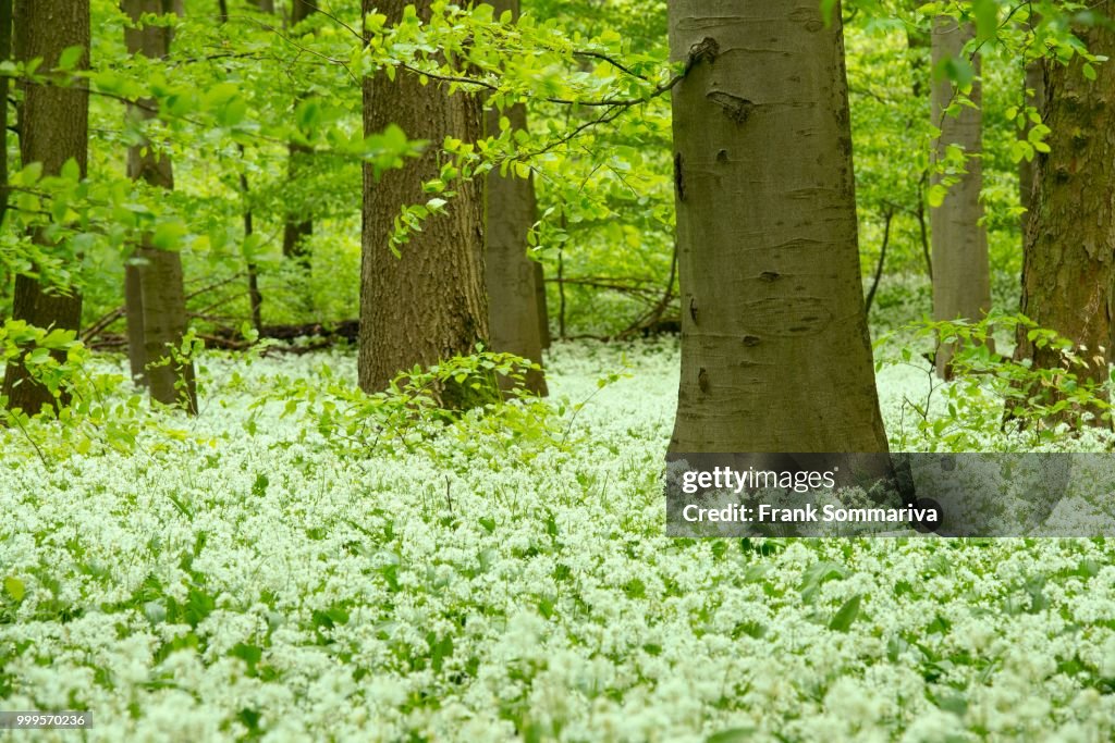 European Beech forest (Fagus sylvatica) with blooming Wild Garlic (Allium ursinum), Hainich National Park, Thuringia, Germany