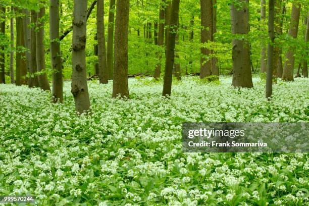 european beech forest (fagus sylvatica) with blooming wild garlic (allium ursinum), hainich national park, thuringia, germany - inflorescence photos et images de collection