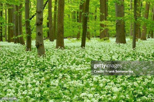 european beech forest (fagus sylvatica) with blooming wild garlic (allium ursinum), hainich national park, thuringia, germany - inflorescence stock pictures, royalty-free photos & images