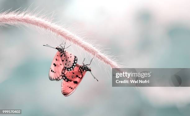 butterflies mating - mating stock pictures, royalty-free photos & images