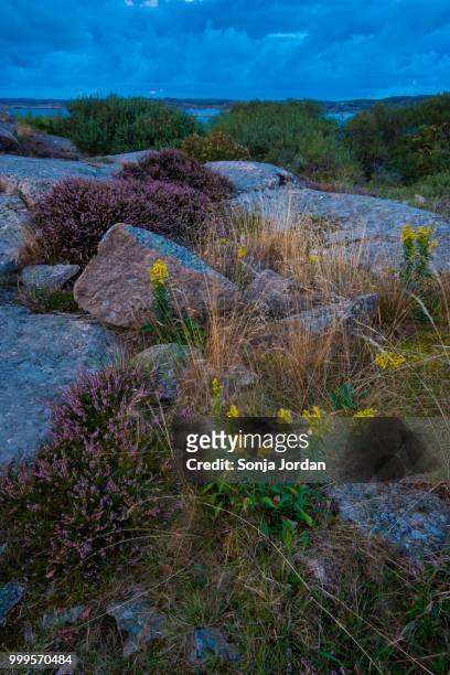 rocks, coastline at ramsvik, near smoegen, bohuslaen province, vaestra goetaland county, sweden - västra götaland county bildbanksfoton och bilder