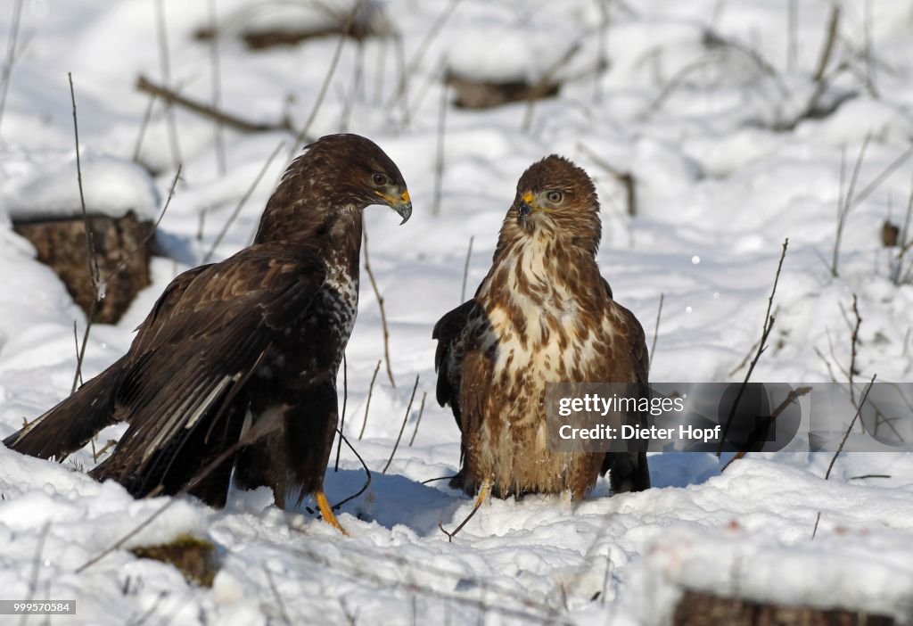 Buzzards (Buteo buteo) in the snow, dark brown and light brown colour morph, Allgaeu, Bavaria, Germany