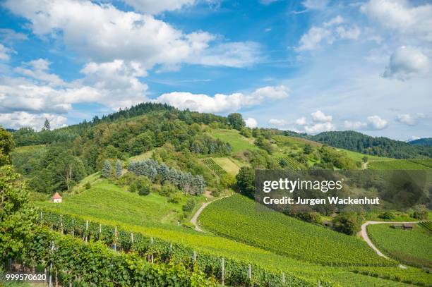 landscape with vineyards, gengenbach, black forest, baden-wuerttemberg, germany - jurgen stockfoto's en -beelden