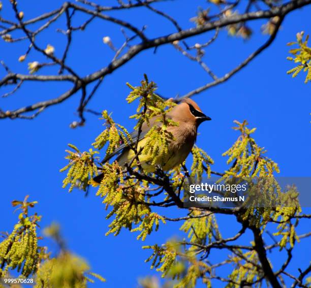classic cw profile - waxwing stock pictures, royalty-free photos & images