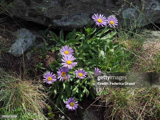 alpine aster (aster alpinus) in divedro valley - ヴェルバーノ・クジオ・オッソラ県 ストックフォトと画像