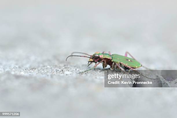 green tiger beetle or (cicindela campestris) on sandstone, national park sachsische schweiz, saxony, germany - schweiz 個照片及圖片檔