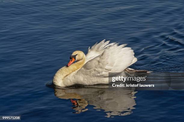 busking mute swan - swan imagens e fotografias de stock