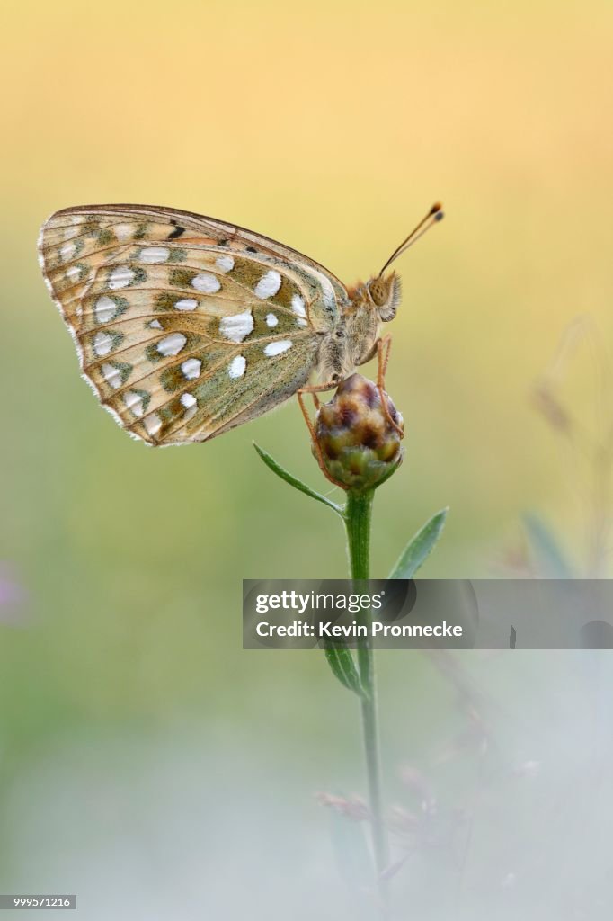 Dark Green Fritillary (Argynnis aglaja) sititing on a blossom, Middle Elbe Biosphere Reserve, Dessau-Rosslau, Germany