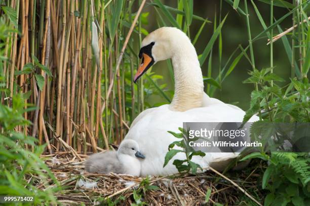 mute swan (cygnus olor) on nest with chick, hesse, germany - swan imagens e fotografias de stock
