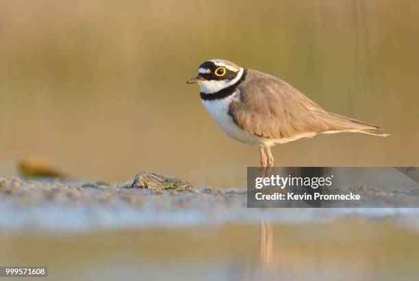 little ringed plover (charadrius dubius), saxony-anhalt, germany - flussregenpfeifer stock-fotos und bilder