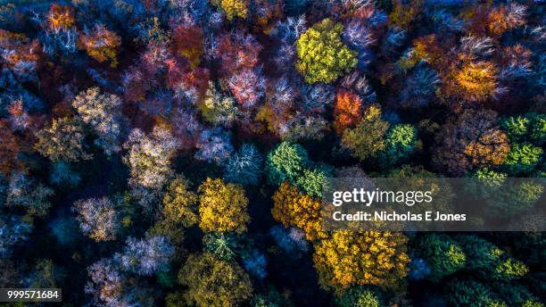 trees showing fall & autumn colours - dikarya imagens e fotografias de stock