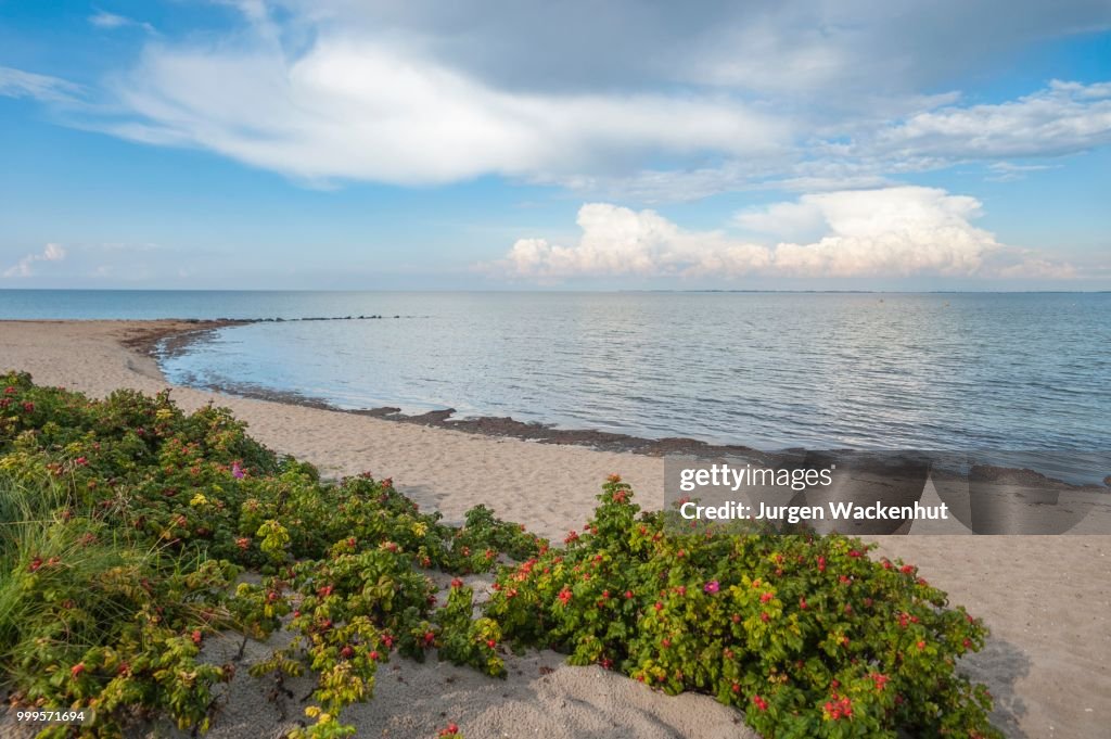 Sandy beach with roses, Heiligenhafen, Baltic Sea, Schleswig-Holstein, Germany