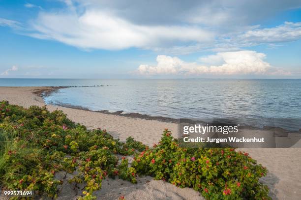 sandy beach with roses, heiligenhafen, baltic sea, schleswig-holstein, germany - schleswig holstein stock pictures, royalty-free photos & images