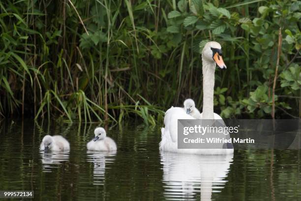 mute swan (cygnus olor) swimming with chicks, hesse, germany - swan imagens e fotografias de stock