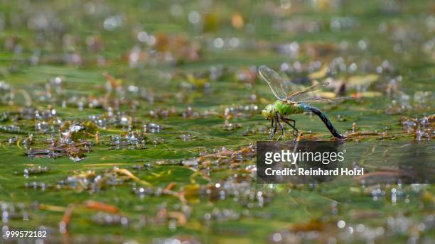 emperor dragonfly (anax imperator), adult female laying eggs on water plants, burgenland, austria - anax imperator stock-fotos und bilder