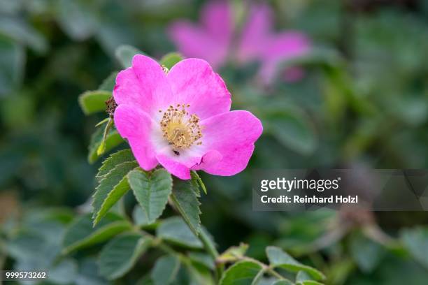 pink flowering dog rose (rosa), burgenland, austria - blütenstand stock-fotos und bilder