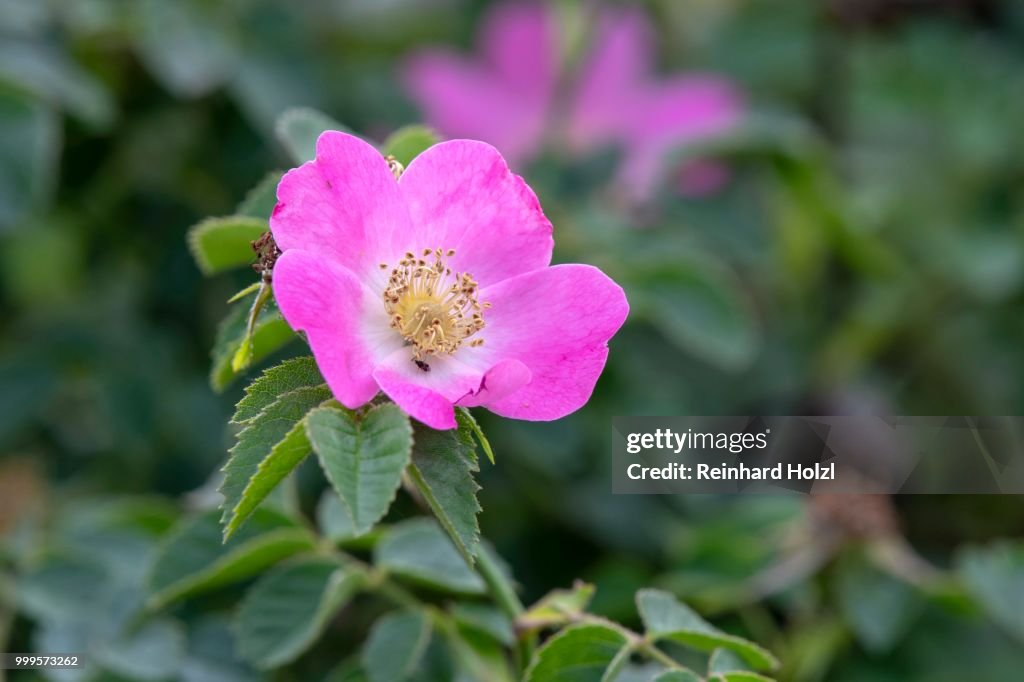 Pink flowering Dog rose (Rosa), Burgenland, Austria