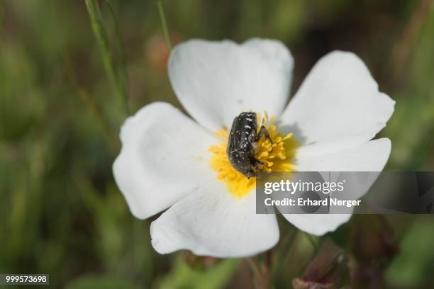 cistus officinalis with rose beetle (oxythyrea funesta), mazzola, corsica, france - inflorescence stock pictures, royalty-free photos & images