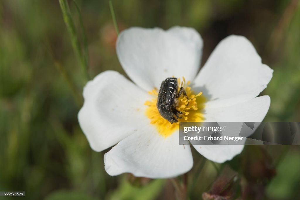 Cistus officinalis with rose beetle (Oxythyrea funesta), Mazzola, Corsica, France