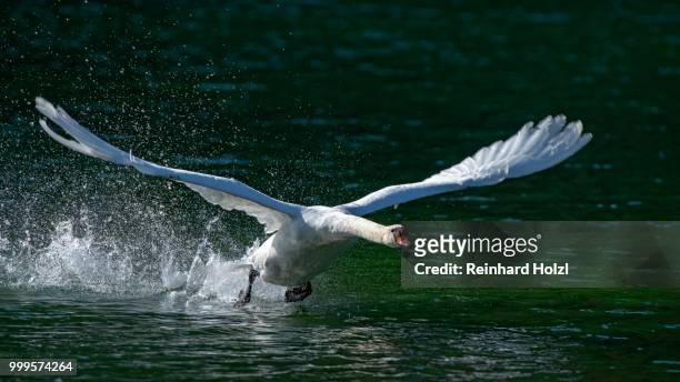mute swan (cygnus olor), male starting from the water, reintaler see, tyrol, austria - swan imagens e fotografias de stock