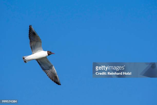 black-headed gull (larus ridibundus) in flight in front of a blue sky, lake constance, vorarlberg, austria - black headed gull stock pictures, royalty-free photos & images