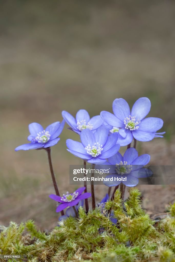 Liverworts (Hepatica nobilis) grow on a moss soil, Tyrol, Austria