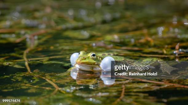 green frog (rana esculenta) with inflated sound bubbles in the water, burgenland, austria - anura stock pictures, royalty-free photos & images