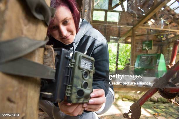 Biologist Susann Parlow controls a camera in a beech marten compound in the otter centre in Hankensbuettel, Germany, 25 August 2017. Beech martens...