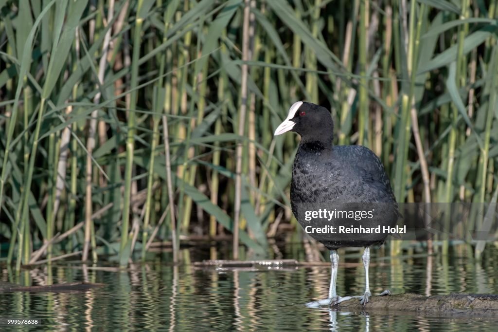 Common coot (Fulica atra) standing on a driftwood in the water, Lake Constance, Vorarlberg, Austria